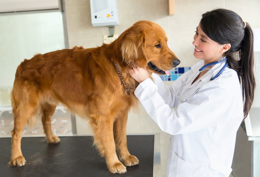 Beautiful dog at the vet getting a checkup.jpeg