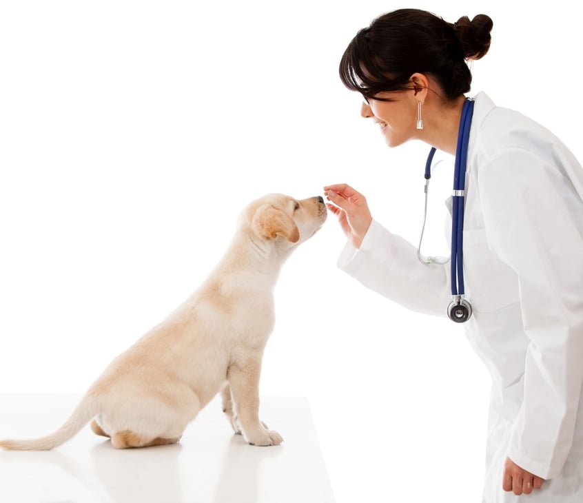 Vet giving a treat to a good dog - isolated over a white background.jpeg
