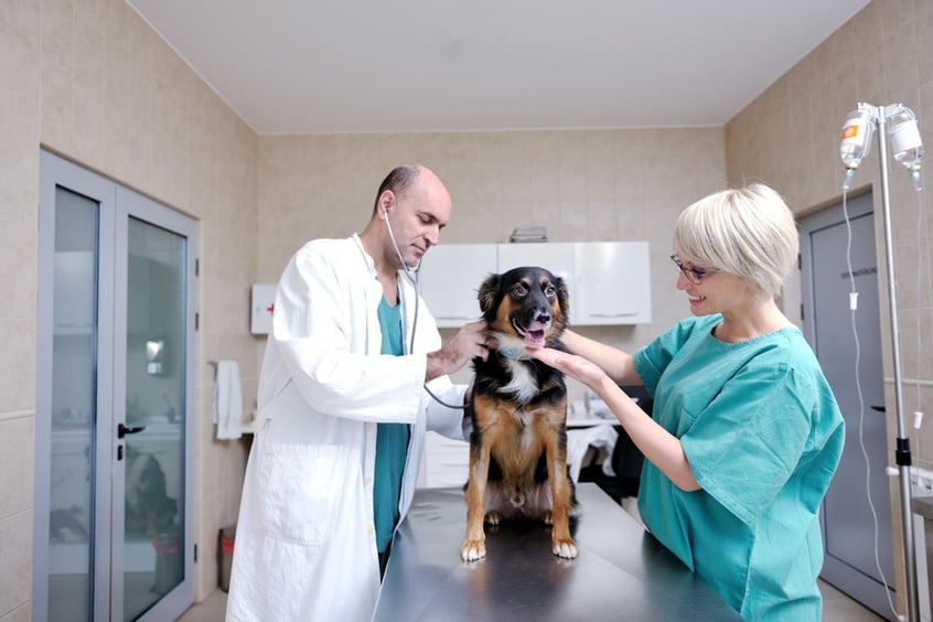 portrait of a veterinarian and assistant in a small animal clinic at work.jpeg