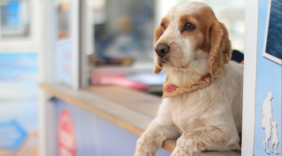 Sad dog sitting on a small business counter